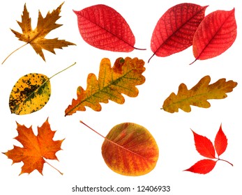 Allsorts of autumn leaves isolated on white background.
