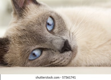 An alluring close up photograph of a siamese cat relaxing as you are drawn into her eyes. - Powered by Shutterstock