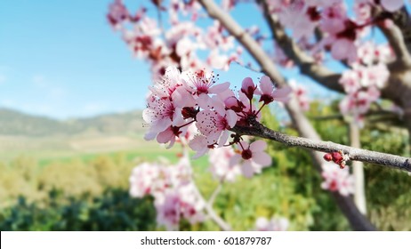 Almond Blossom