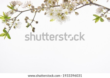 almond blossom branch on top over white background with space for text