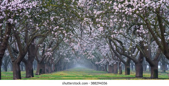 Almond Blossom In California