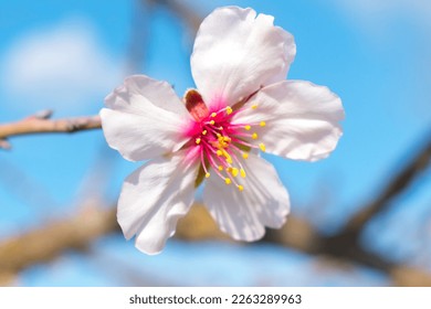 Almond blossom, close up image of an almond flower on the branch of an almond tree.