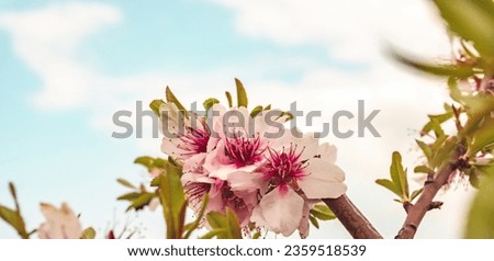 Almond blossom close up on blue sky 
Blossoming almond tree details nature backgrounds