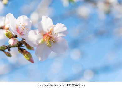 Almond blossom in early spring, close-up. Blurred soft blue background. Copy space. - Powered by Shutterstock