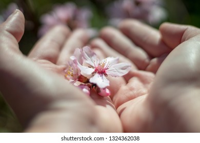 Almond blossom in the hands - Shutterstock ID 1324362038