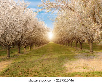 Almond blossom orchard field at sunset