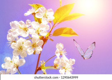 Almond blossom spring background. Beautiful pink spring tender flowers blossom. Pink almonds cherry flower close-up. Spring time flowers background. White sharp and defocused flowers blooming tree.
