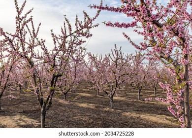 Almond Blossom Trees In California Central Valley Blue Sky Background