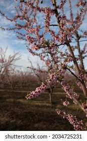 Almond Blossom Trees In California Central Valley Blue Sky Background