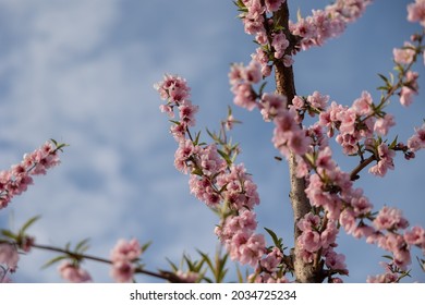 Almond Blossom Trees In California Central Valley Blue Sky Background