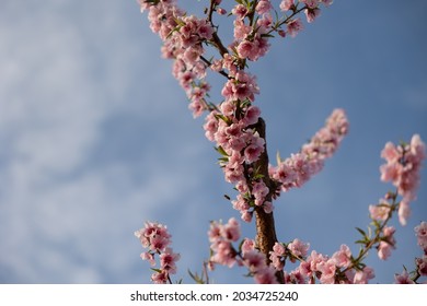 Almond Blossom Trees In California Central Valley Blue Sky Background