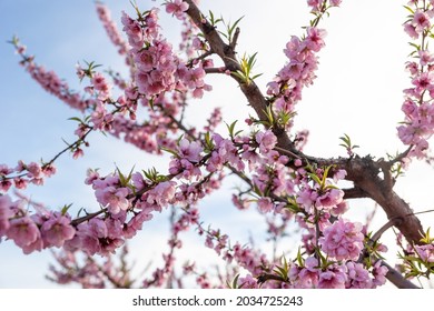 Almond Blossom Trees In California Central Valley Blue Sky Background