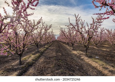 almond blossom trees in california central valley blue sky background