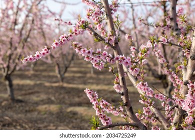 Almond Blossom Trees In California Central Valley Blue Sky Background