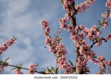 Almond Blossom Trees In California Central Valley Blue Sky Background