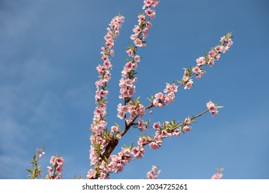 Almond Blossom Trees In California Central Valley Blue Sky Background