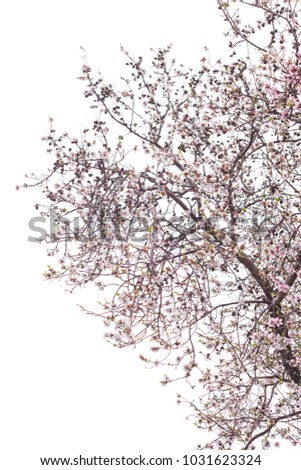 Similar – Image, Stock Photo spring on silver