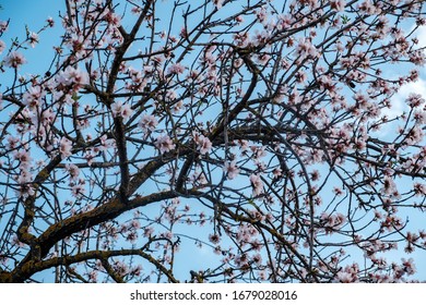 Almond blossoms on blue sky - Shutterstock ID 1679028016