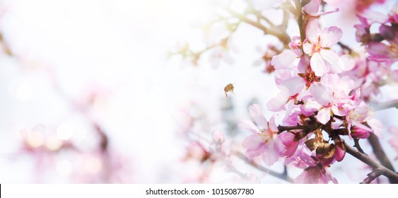 Almond blossoms over blurred nature background