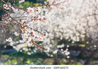 Almond blossoms in a rural landscape