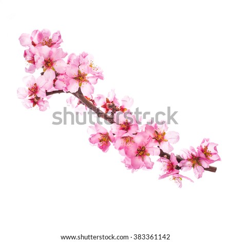 almond blossoms. almond tree pink flowers close-up with branch 
isolated on white background.