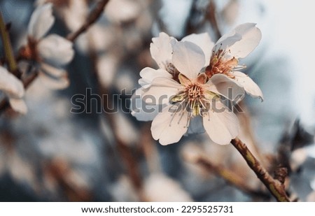 Almond blossoms. Almond tree. White flowers. Flower background.