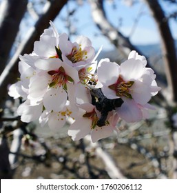 Almond Blossoms In The Upper Sacramento Valley