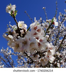 Almond Blossoms In The Upper Sacramento Valley