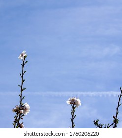 Almond Blossoms In The Upper Sacramento Valley