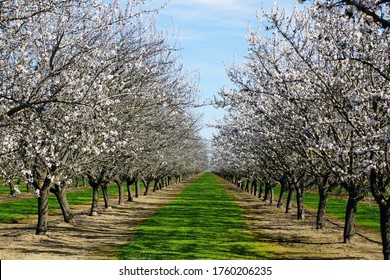 Almond Blossoms in the Upper Sacramento Valley