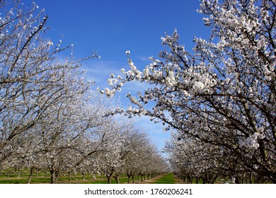 Almond Blossoms In The Upper Sacramento Valley