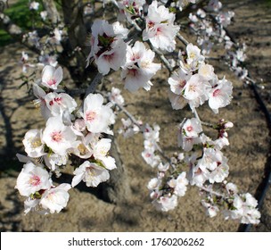 Almond Blossoms In The Upper Sacramento Valley