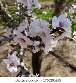 Almond Blossoms In The Upper Sacramento Valley