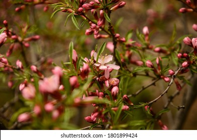 The almond bush pink blooming in may