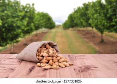 Almond concept with copyspace area. Almond nuts with shells, they are in rustic jute sack bag. Almonds are on wooden table. Empty area for text copy space. Background is almond tree.