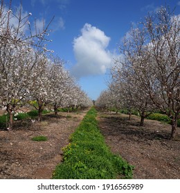 Almond field on a sunny day