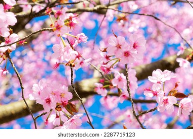 almond flower on a tree branch