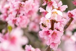 Almond Flowers Closeup. Flowering Branches Of An Almond Tree In An Orchard. Bee Approaching Them To Collect Pollen