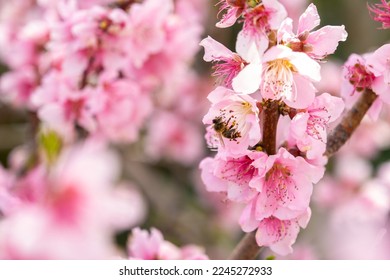 Almond flowers closeup. Flowering branches of an almond tree in an orchard. Bee approaching them to collect pollen