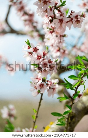 Almond flowers. Flowering almond tree in the garden. Blooming pink flowers on the branches