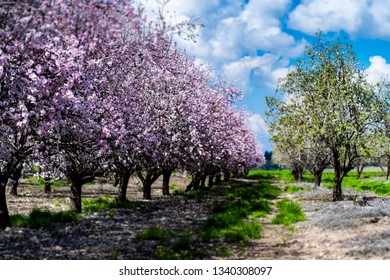 Almond Gardens, Almond Orchard In Bloom, Judea Plains Israel