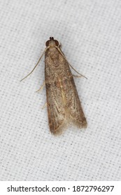 115 Almond moth Images, Stock Photos & Vectors | Shutterstock