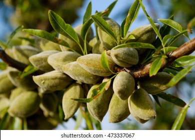 Almond nuts on the branch in Provence, France