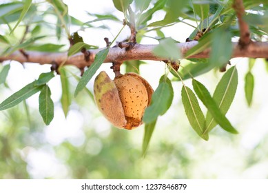 Almond On Branch, Hull Split Almond, Leaves, Almond Tree Branch