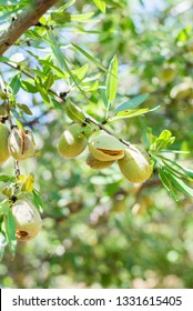 Almond On Branch, Hull Split Almond, Leaves, Almond Tree Branch