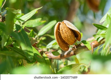 Almond on the tree closeup