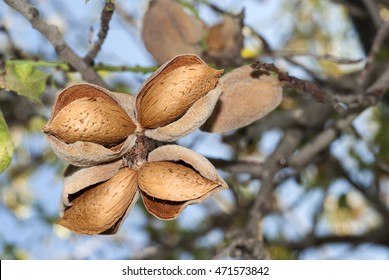 Almond on tree, four almond, cultivation
