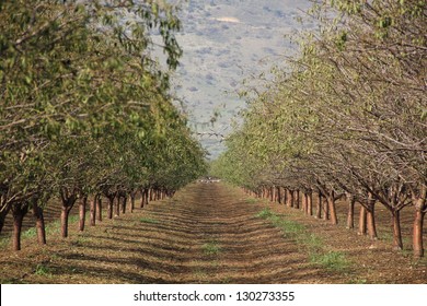 Almond Orchard