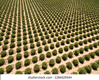 Almond Orchard From Above