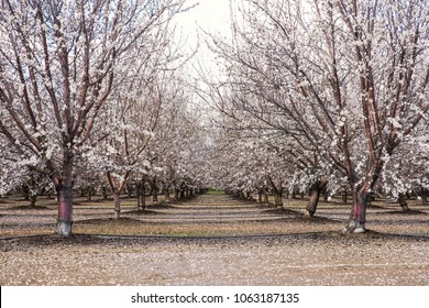 Almond Orchard In Bloom